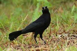 Carib Grackle