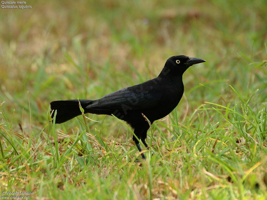 Carib Grackle male adult