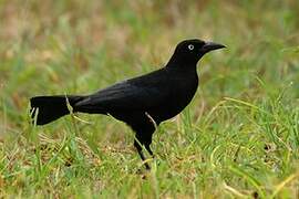 Carib Grackle