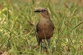 Carib Grackle