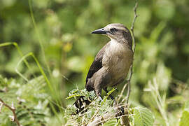 Carib Grackle