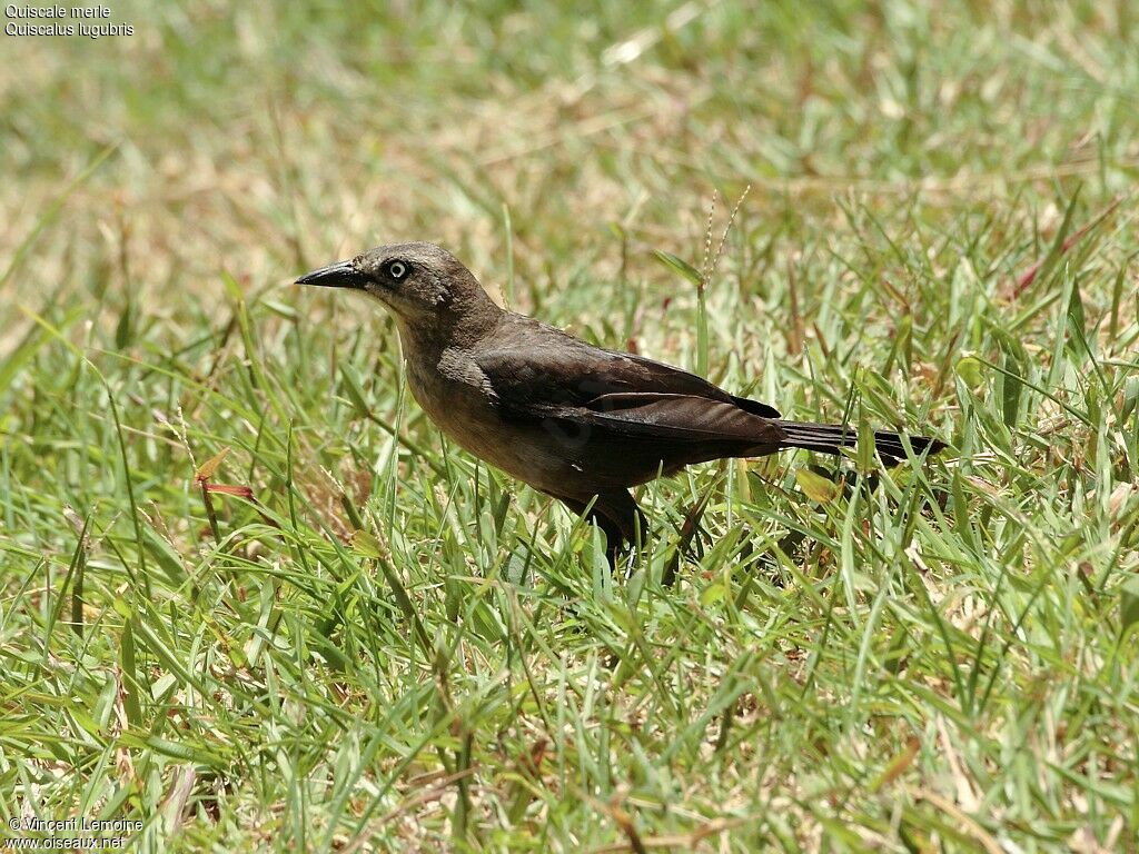 Carib Grackle female adult