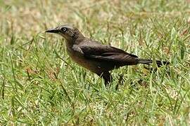 Carib Grackle