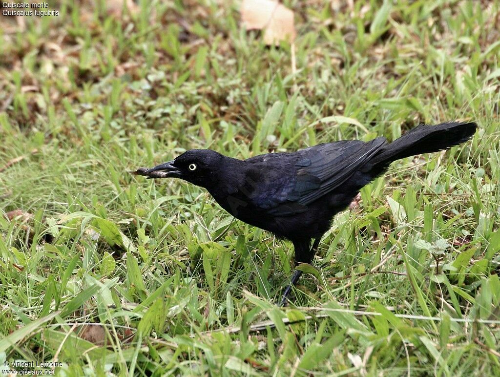 Carib Grackle male adult