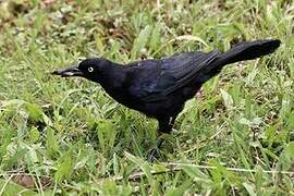 Carib Grackle