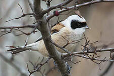 Rémiz penduline