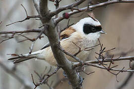 Eurasian Penduline Tit