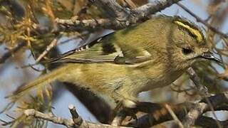 Goldcrest