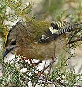 Goldcrest