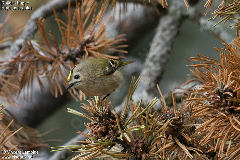 Goldcrest