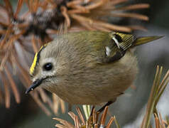 Goldcrest