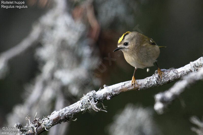 Goldcrest