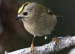 Goldcrest