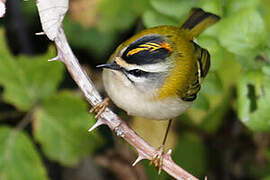 Common Firecrest