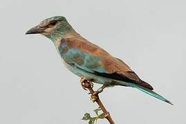 European Roller