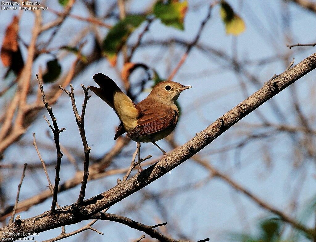 Common Nightingaleadult, identification, close-up portrait