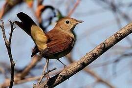 Common Nightingale