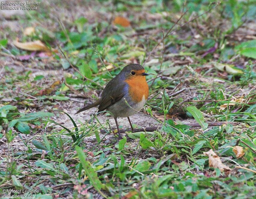 European Robin