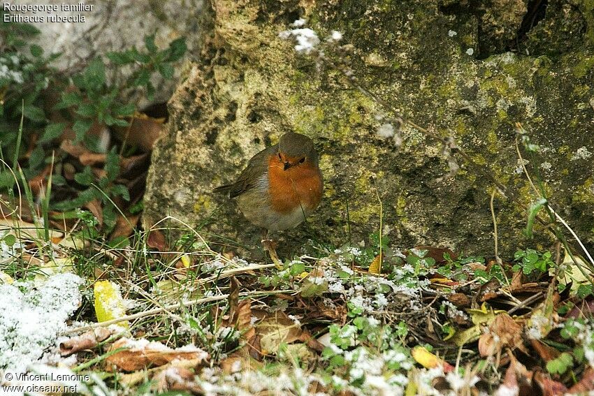 European Robin