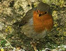 European Robin