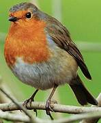 European Robin