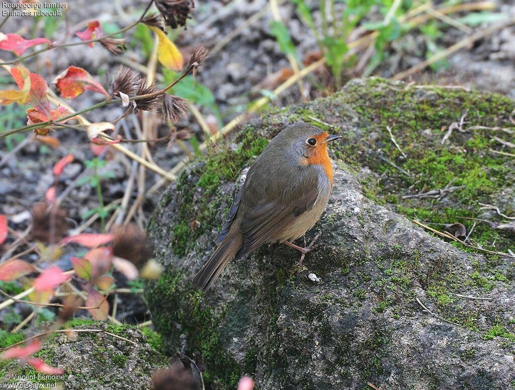 Rougegorge familieradulte