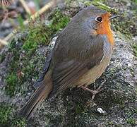 European Robin