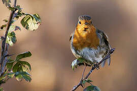 European Robin