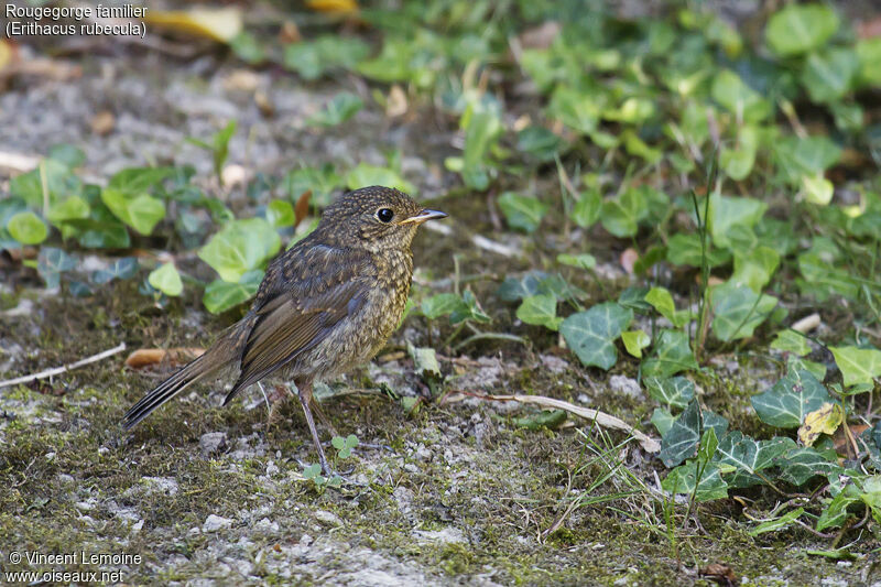 Rougegorge familierjuvénile, identification, portrait