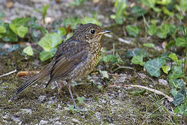 European Robin