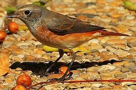 Common Redstart