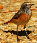 Common Redstart