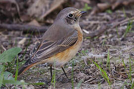 Common Redstart