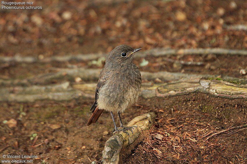 Black RedstartFirst year