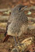 Black Redstart