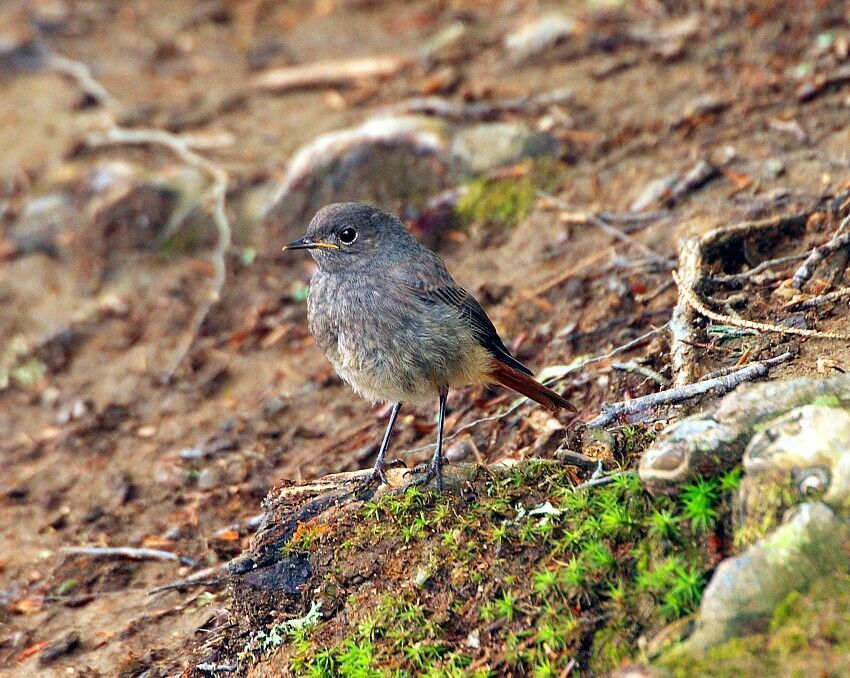 Black Redstartjuvenile