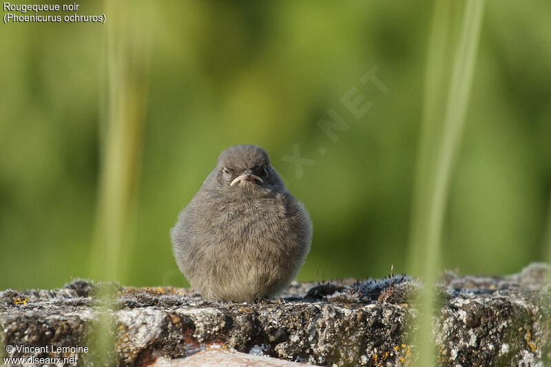 Black Redstartjuvenile