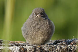 Black Redstart