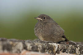 Black Redstart