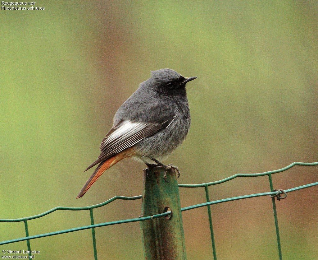 Black Redstartadult