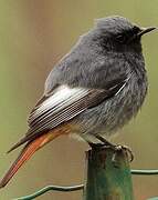 Black Redstart