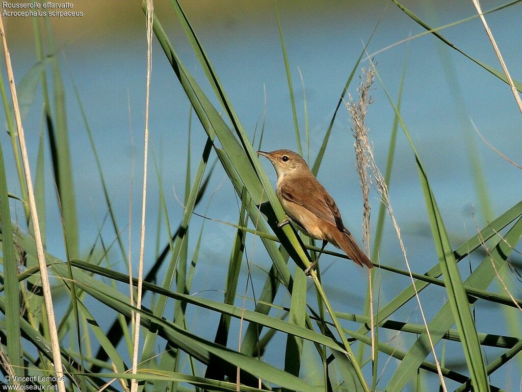 Eurasian Reed Warblerjuvenile