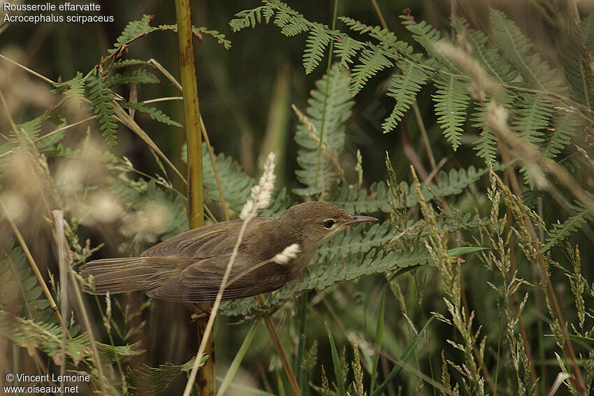 Common Reed Warbler