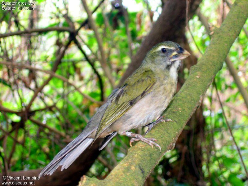 Lesser Antillean Saltatoradult