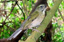 Lesser Antillean Saltator