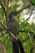 Lesser Antillean Saltator