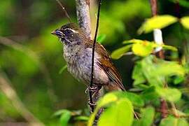 Lesser Antillean Saltator