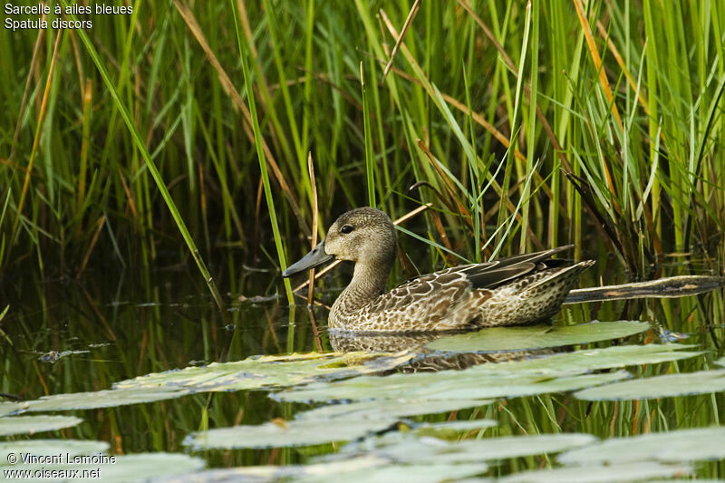 Blue-winged Teal