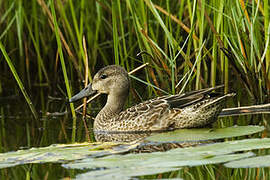 Blue-winged Teal