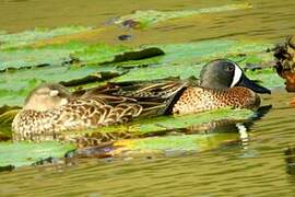 Blue-winged Teal